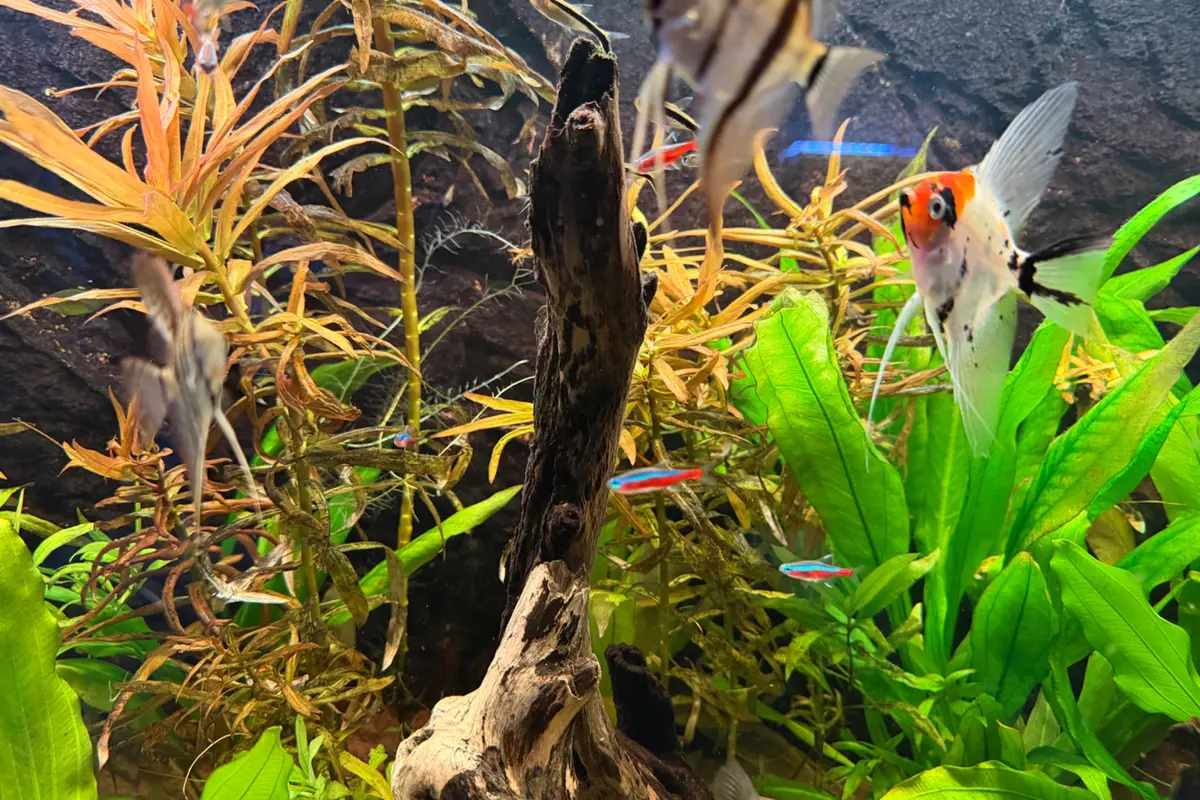 Beplant aquarium met maanvissen en schoolvissen