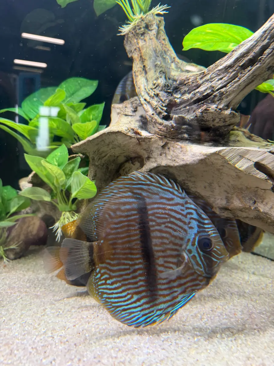 Tropisch aquarium met discusvis en natuurlijk hout