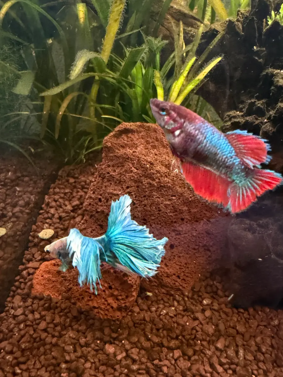 Kleurrijke bettavissen in een aquarium